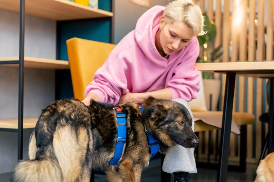 How you can get your assistance dog funded under workers compensation